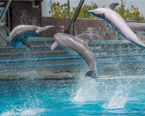 media.Spettacolo-delfini-al-parco-tematico-Oltremare-RIccione-ingressi-gratuiti-per-tutta-la-famiglia-in-vacanza-al-Club-Family-Hotel-Milano-Marittima