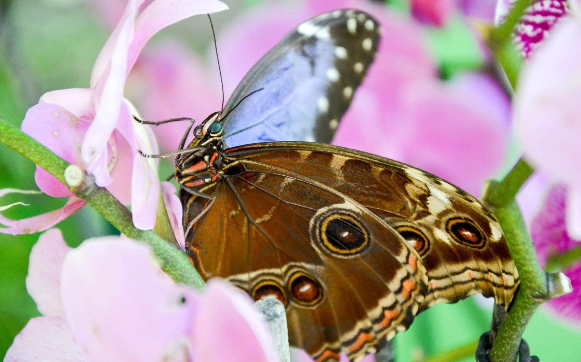 media.Slide-Farfalle-CFH-Milano-Marittima