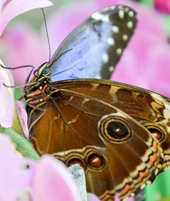 media.Slide-Farfalle-CFH-Milano-Marittima